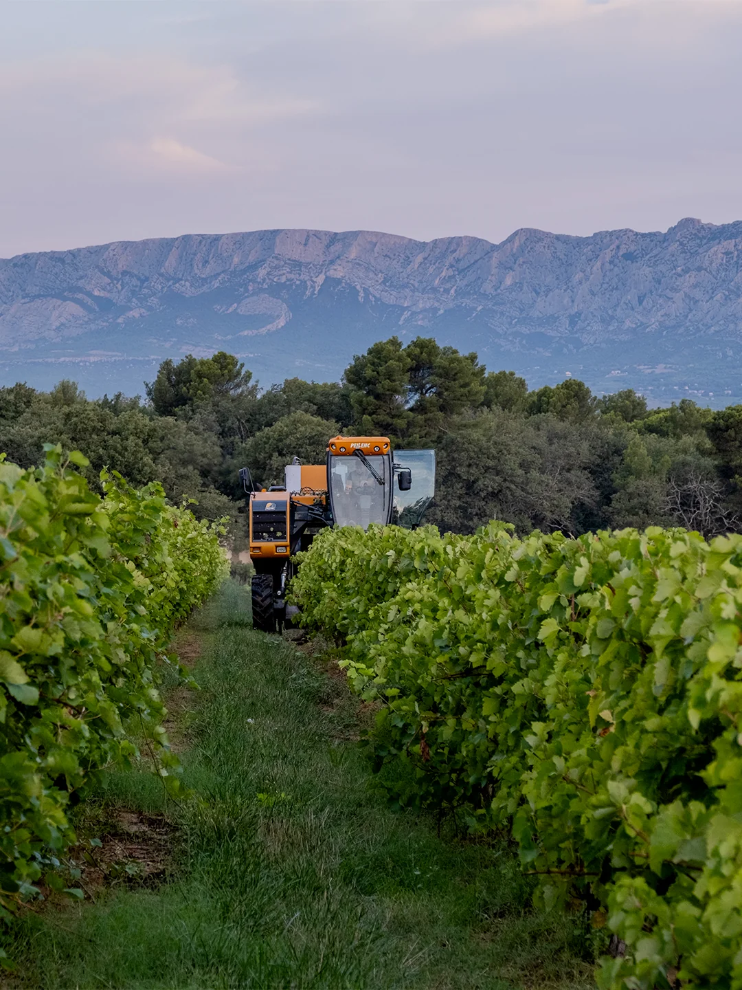 Clos La Neuve, domaine viticole Médoc photographie, RAAD Studio